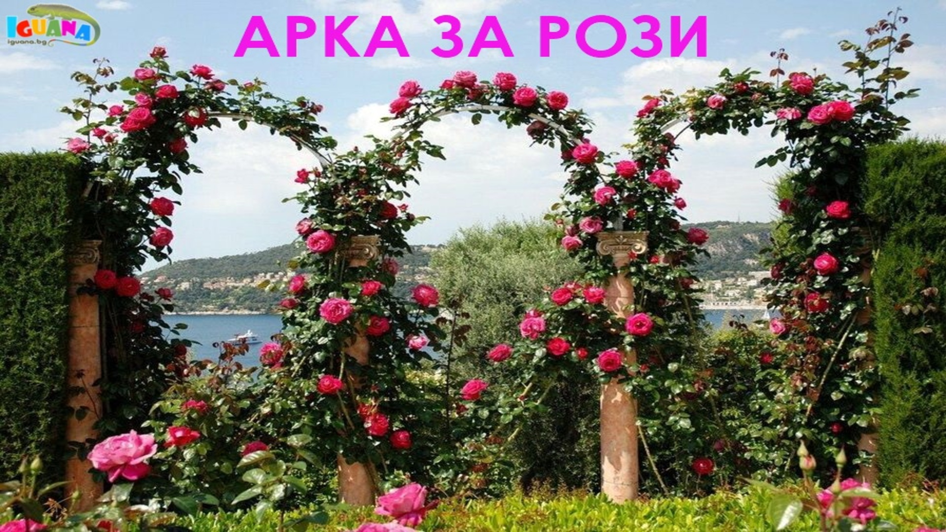 Арка за рози и увивни растения