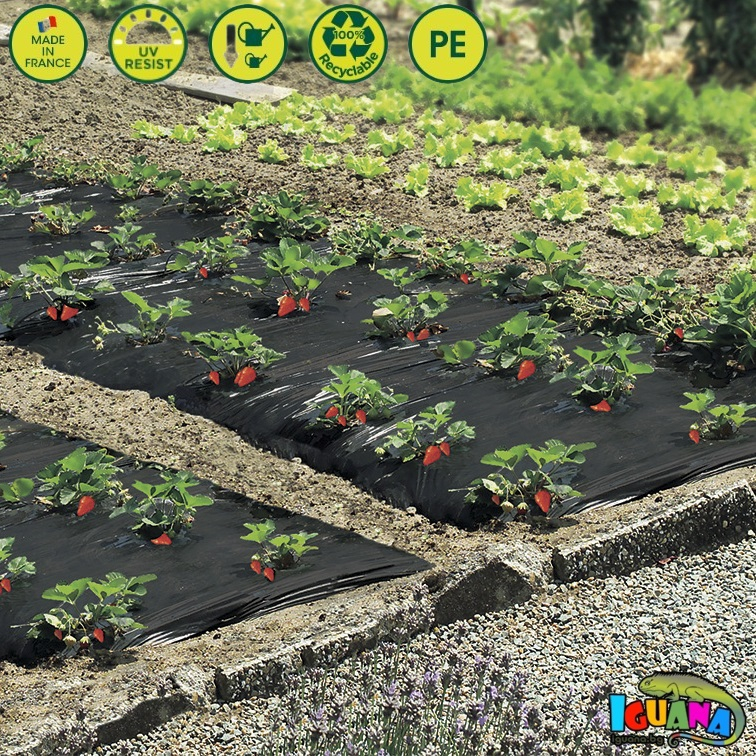 Мулчиращо фолио за ягоди 1,40м/10м с готови дупки, UV защита Nortene FRESAFILM