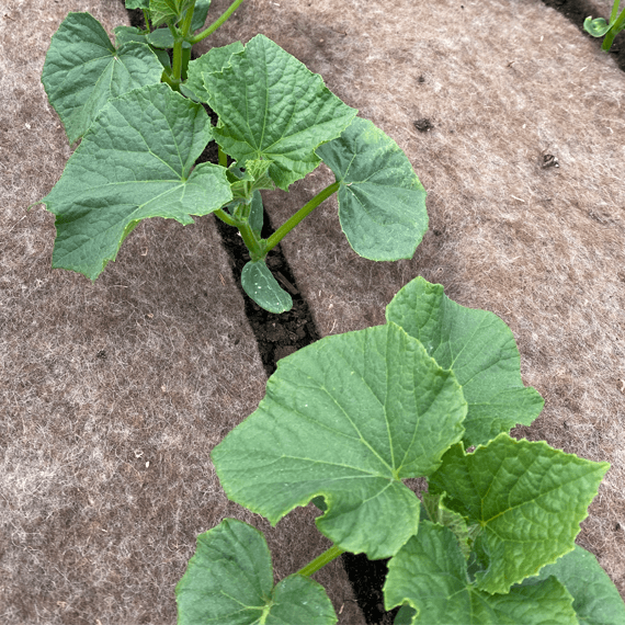 БИО мулч от естествена овча вълна 0.8 х 5 м