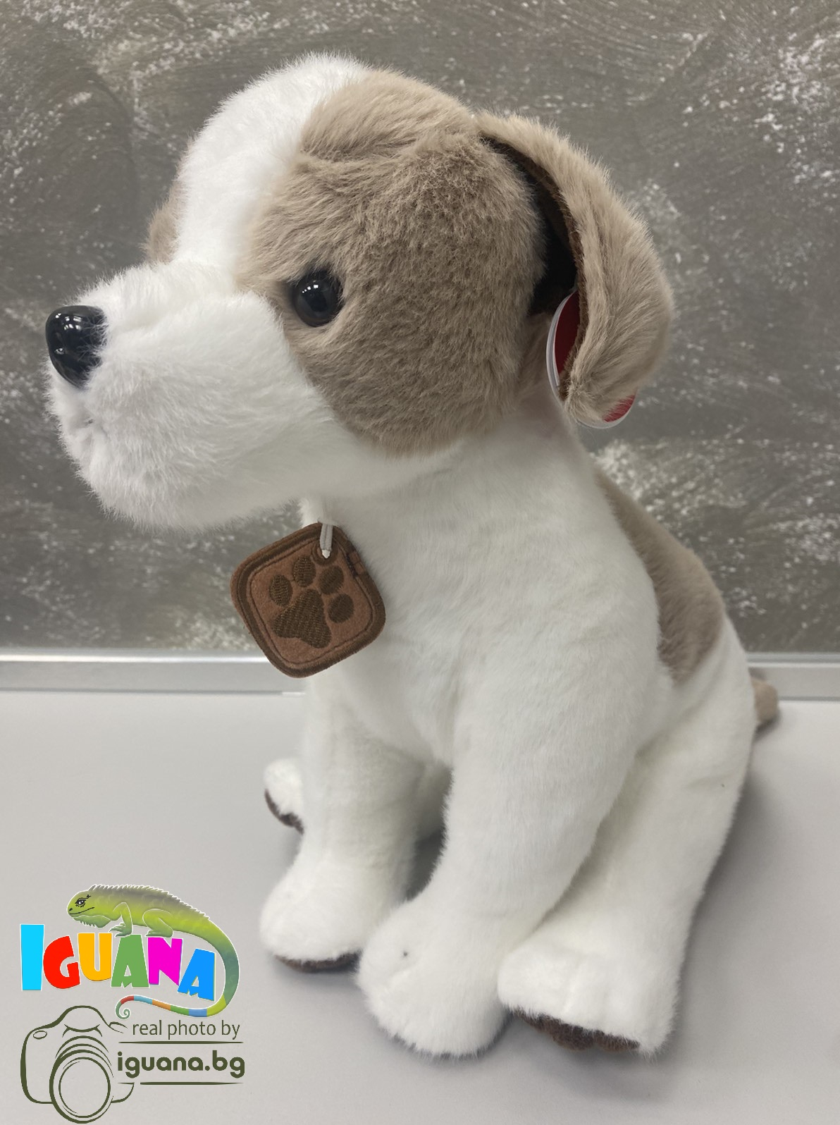 Куче Джак Ръсел два цвята, 30см