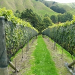 Мрежа Против Градушка и Птици 50% Засенчване | UV Защита | 2–12м Ширина, 10–100м Дължина