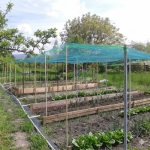 Мрежа Против Градушка и Птици 50% Засенчване | UV Защита за Зеленчуци | Ролка 8x50м Зелена