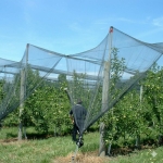 Мрежа Против Градушка и Птици 50% Засенчване | UV Защита за Зеленчуци | Ролка 8x50м Зелена