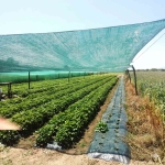 Мрежа против градушка и птици, 35% на ролка 2/100м зелена с UV защита