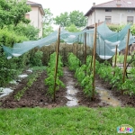 Мрежа против градушка и птици, 35% фактор зелена с UV защита, Ширина от 2м до 12м, Дължина от 10м до 100метра | iguana.bg