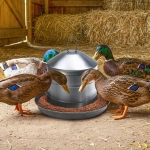 Поилка за Птици 8 Литра Неръждаема Стомана за Кокошки, Пилета и Патици