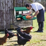 Гнездо за Кокошки Носачки Автоматично с Колектор за Яйца, Метално, 3 Отделения