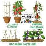 Колчета за домати от бамбук 180см / 210см кол, бамбукови пръчки 1,80м или 2,10м Iguana.bg