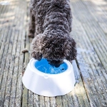 Охлаждаща купичка за домачни любимци 470мл за вода