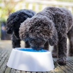 Охлаждаща купичка за домачни любимци 470мл за вода