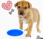 Охлаждаща купичка за домачни любимци 470мл за вода