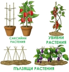 ПРОМО комплект 50 броя колчета от бамбук 210см Колчета за домати от естествен бамбук 210см кол, бамбукови пръчки 2,10м