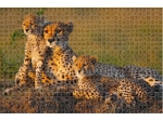 Пъзел  Animal Planet Cheetah Family, Анимал Планет, Семейство Гепарди