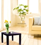 Масичка за кафе, венге, 45x45x45