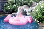 Надуваемо розово фламинго 147см - INTEX 57558NP - Flamingo Ride-on