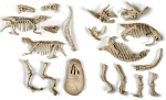 CLEMENTONI Science Play Скелет T-Rex and Triceratops светещ
