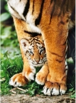 CLEMENTONI 500 части Пъзел High Quality Collection Bengal tiger cub/Бенгалски тигър