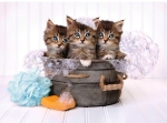 CLEMENTONI Пъзел KITTENS AND SOAP/Котенца, 500 части