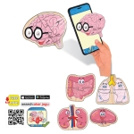 Говорещ и Разказващ Пъзел „Органите в Човешкото Тяло“ на Български за Най-Малките – 10 Модела по 2 Елемента (11×10 см), Общо 30 Елемента, от EVA Пяна, с Добавена Реалност на 16 Езика, 20×17×4 см