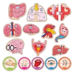 Говорещ и Разказващ Пъзел „Органите в Човешкото Тяло“ на Български за Най-Малките – 10 Модела по 2 Елемента (11×10 см), Общо 30 Елемента, от EVA Пяна, с Добавена Реалност на 16 Езика, 20×17×4 см