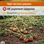 Колчета за домати от бамбук 180см / 210см кол, бамбукови пръчки 1,80м или 2,10м Iguana.bg
